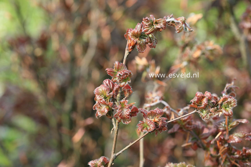 Fagus sylvatica 'Brathay Purple'