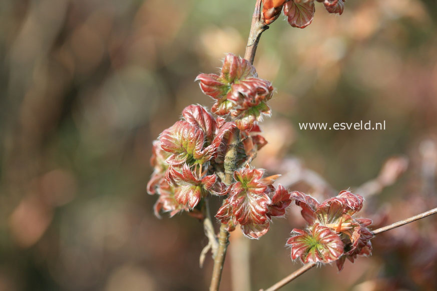 Fagus sylvatica 'Brathay Purple'