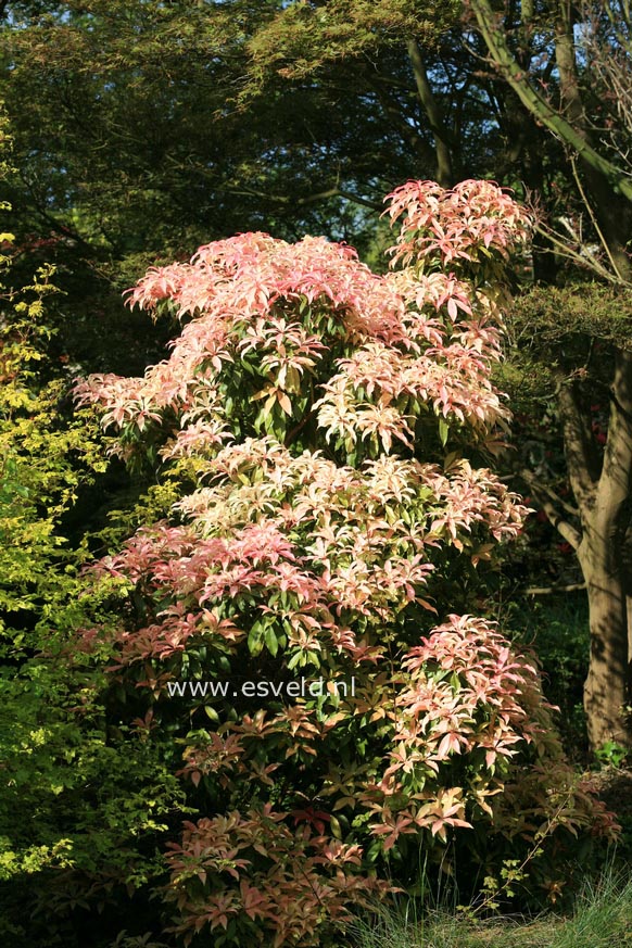 Pieris 'Bert Chandler'