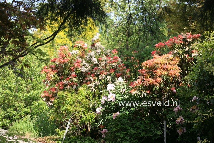 Pieris formosa 'Balls of Fire'