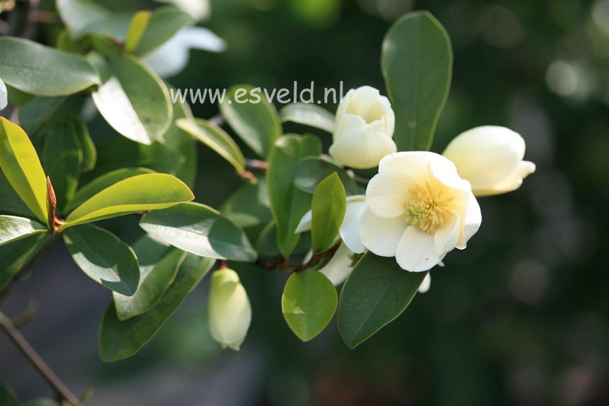 Magnolia figo crassipes