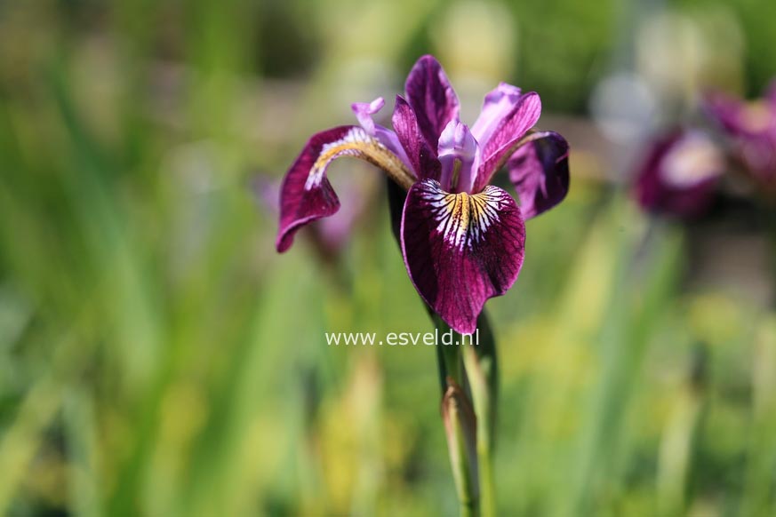 Iris versicolor