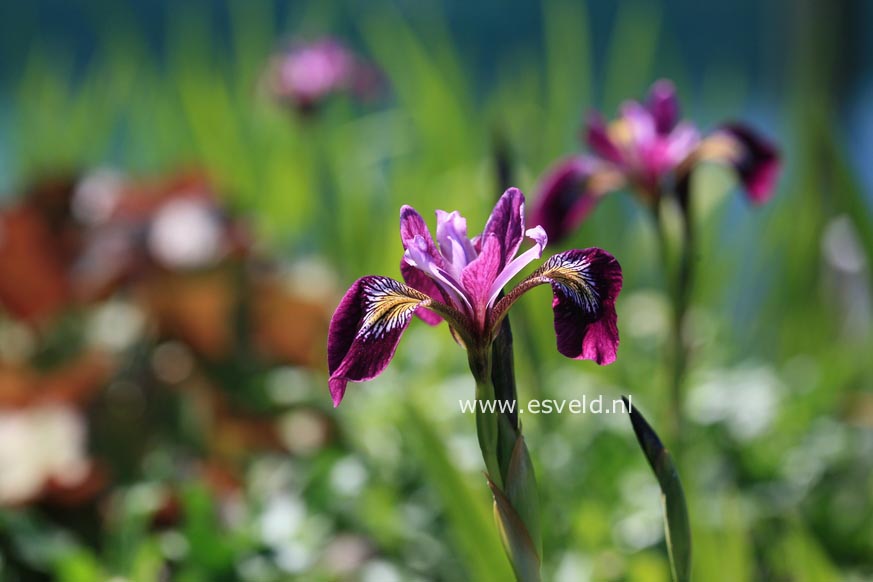 Iris versicolor