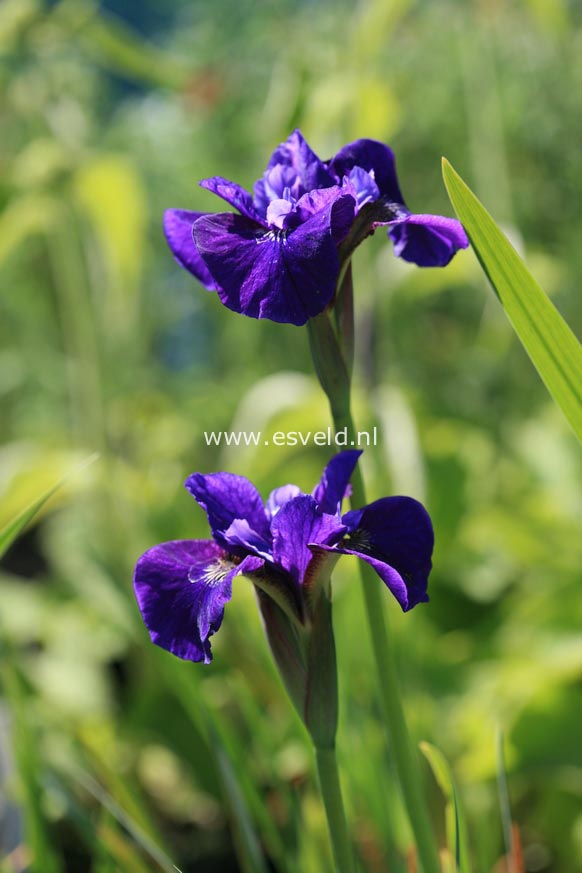 Iris sibirica 'Ruffled Velvet'