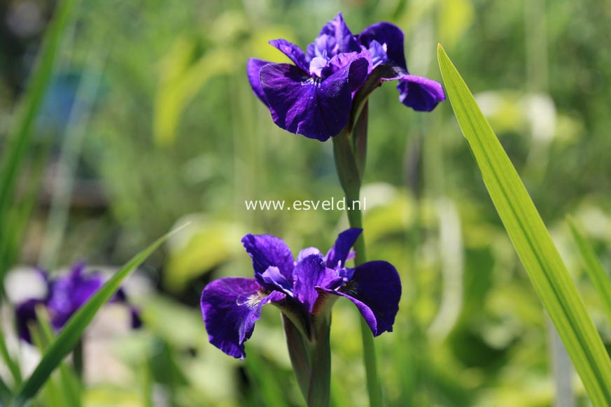 Iris sibirica 'Ruffled Velvet'