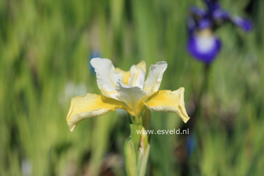 Iris sibirica 'Butter and Sugar'