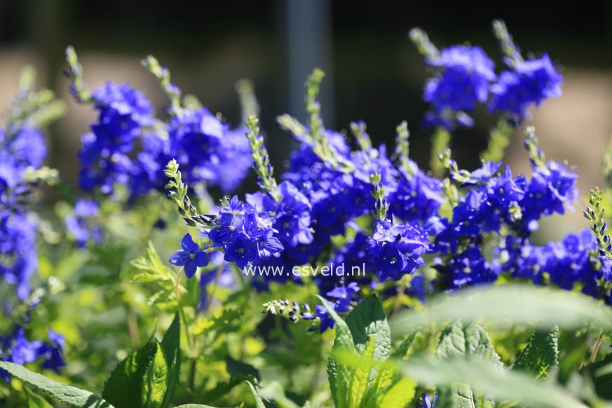 Veronica austriaca 'Knallblau'