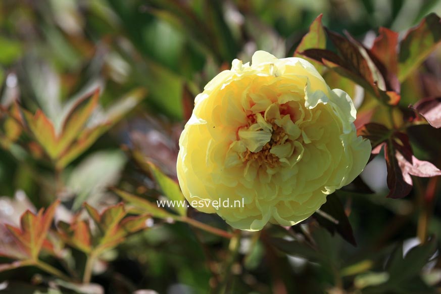 Paeonia 'Yellow Crown' (Itoh)