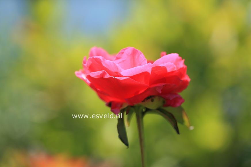 Paeonia 'Parus'