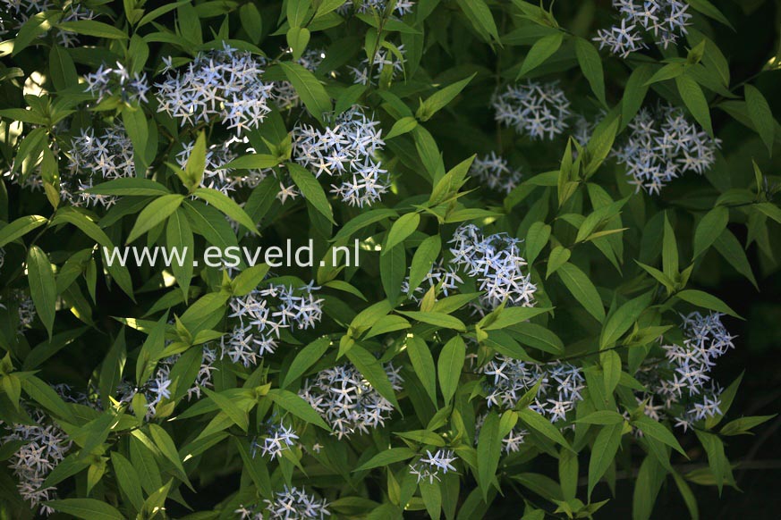 Amsonia ciliata