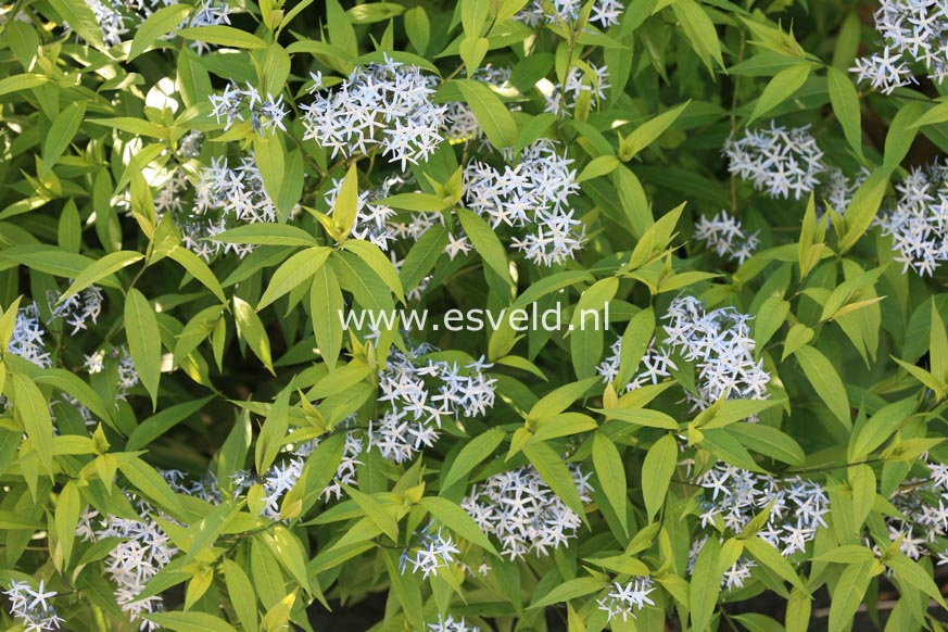 Amsonia ciliata