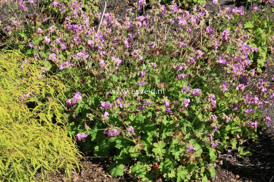 Geranium cantabrigiense 'Karmina'