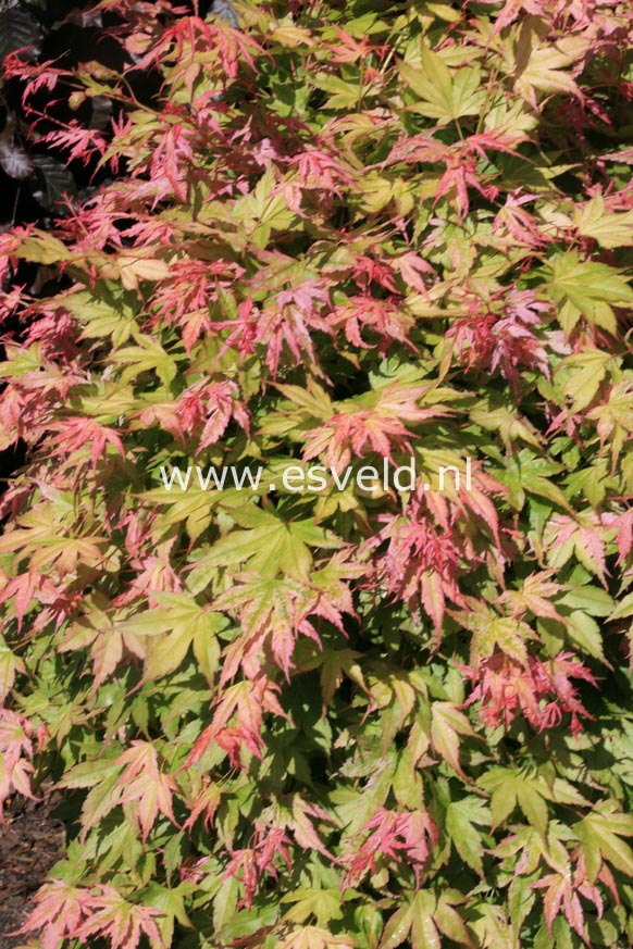 Acer palmatum 'Momoiro koyasan'