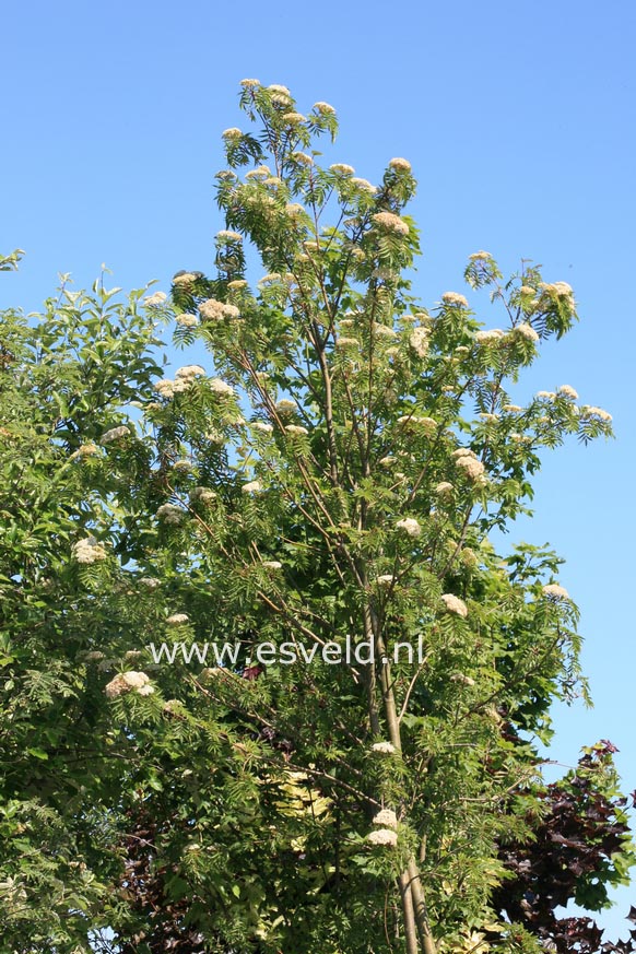 Sorbus multijuga