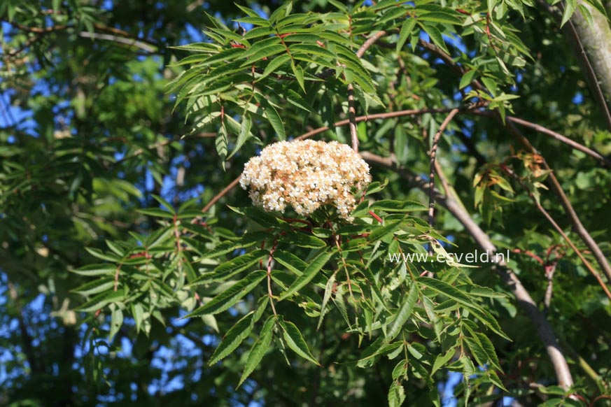 Sorbus multijuga