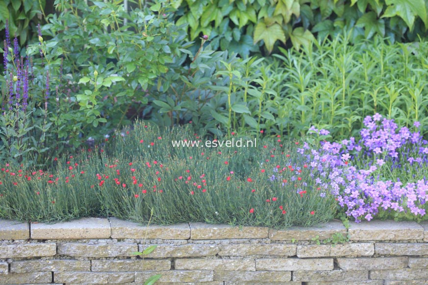 Dianthus deltoides 'Flashing Light'