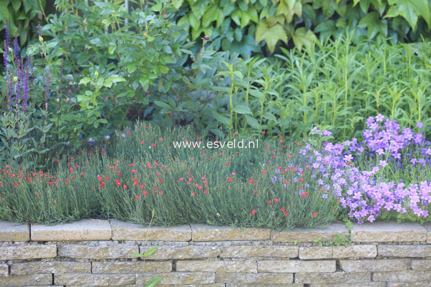 Dianthus deltoides 'Flashing Light'