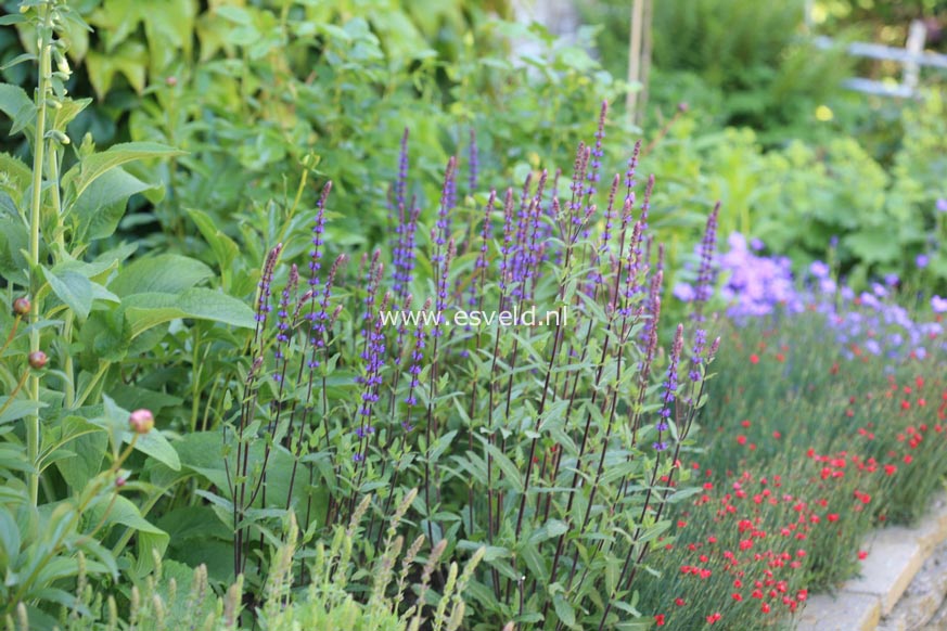 Salvia nemorosa 'Caradonna'