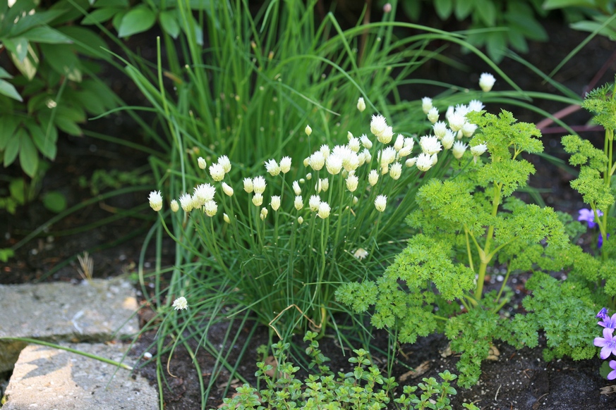 Allium schoenoprasum 'Album'