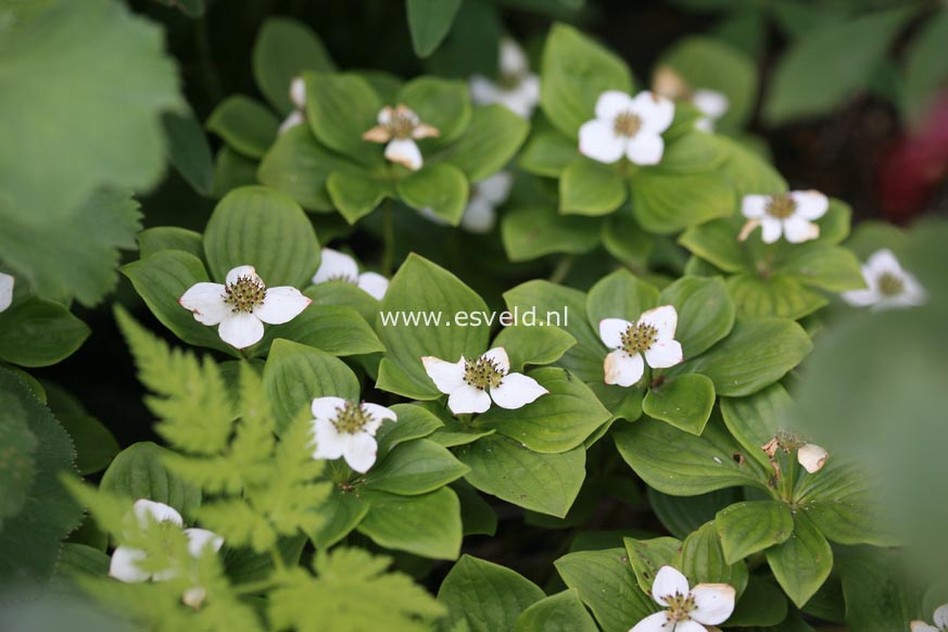 Cornus canadensis