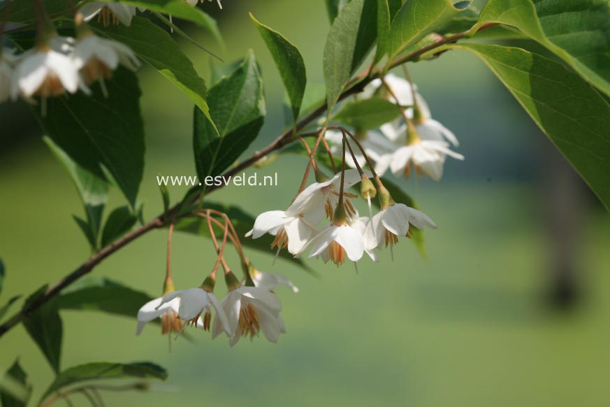 Styrax japonicus 'Snowfall'