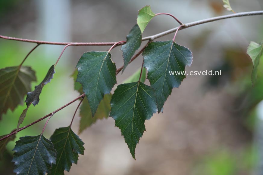 Betula pendula 'Penci-2' (ROYAL FROST)