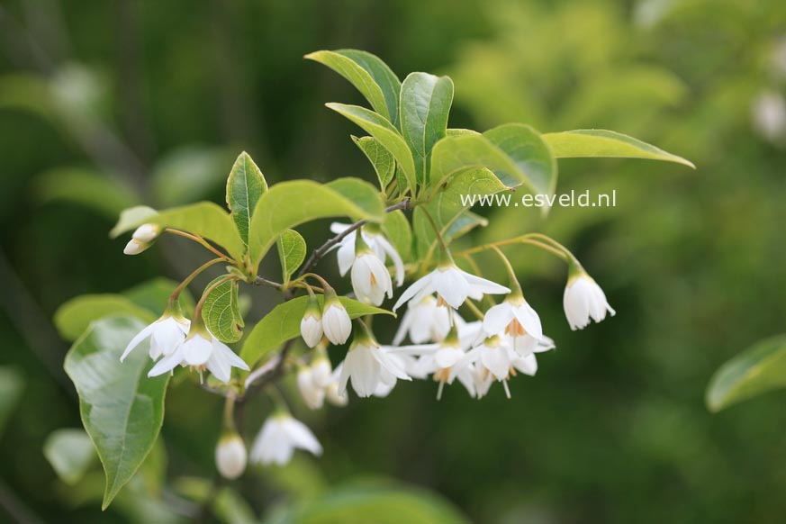 Styrax hookeri var. yunnanensis