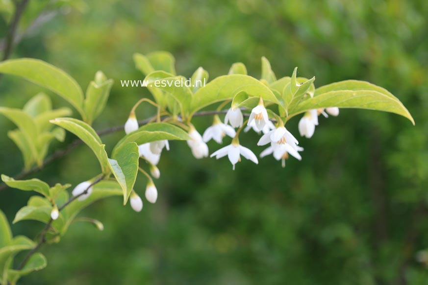 Styrax hookeri var. yunnanensis