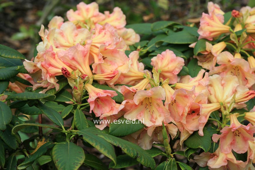 Rhododendron 'King of Shrubs'