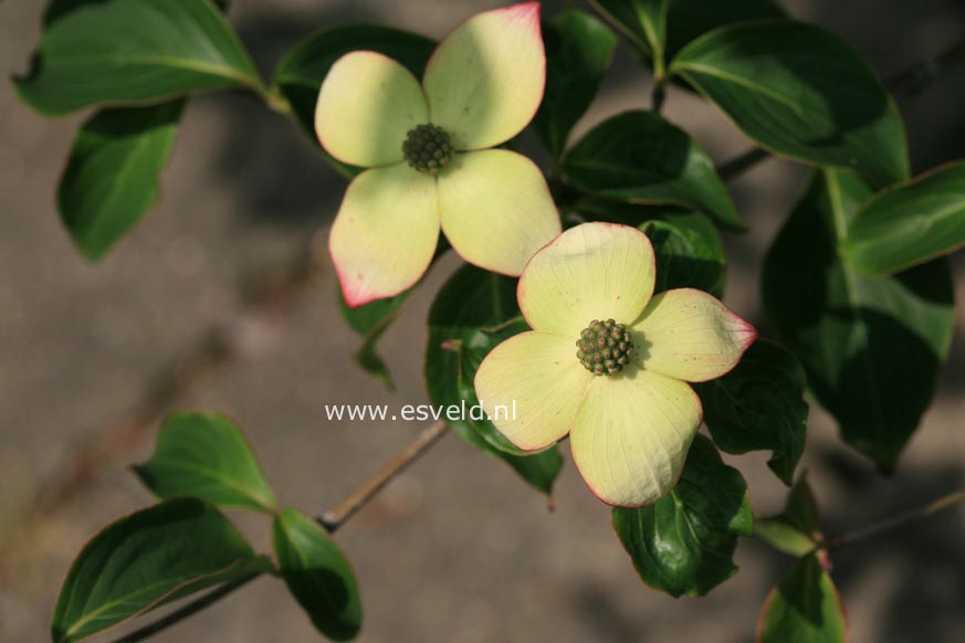 Cornus kousa 'Eurostar'