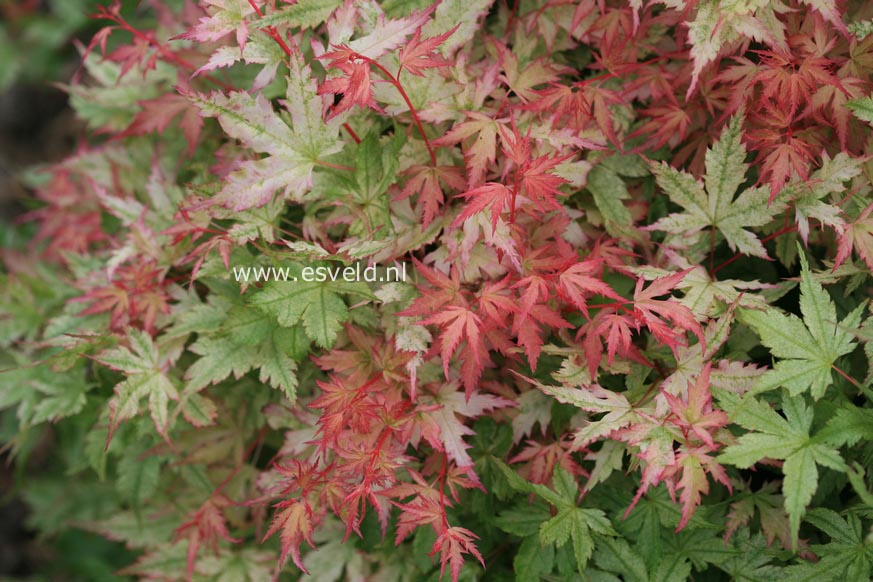 Acer palmatum 'Marakumo' (Hort. non Japan)