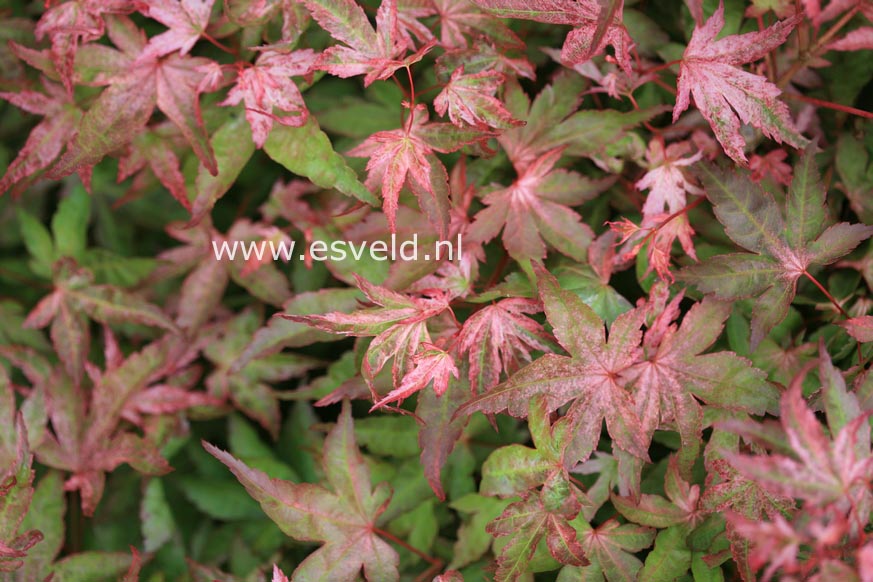 Acer palmatum 'Ruben'