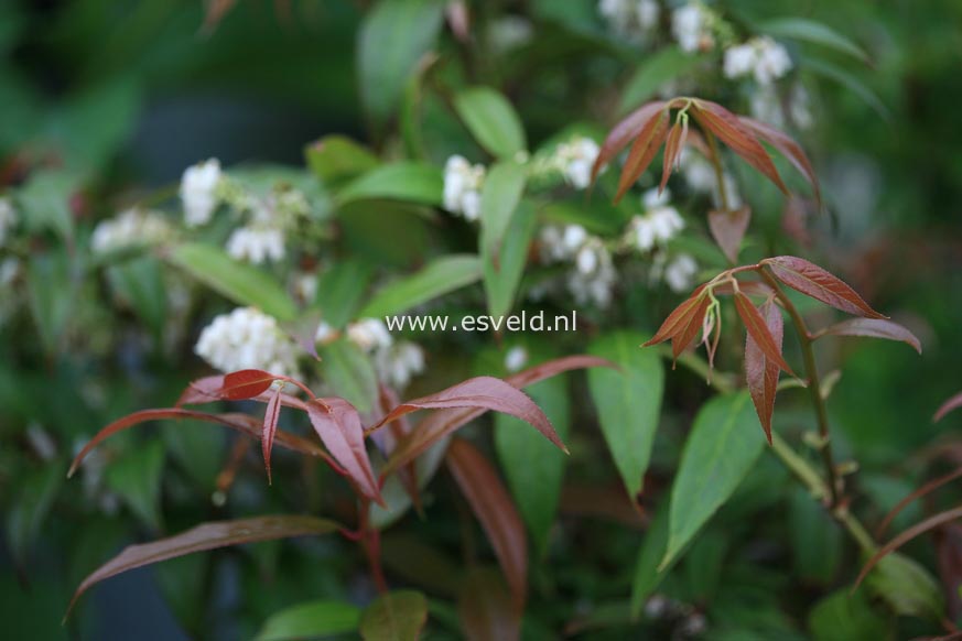 Leucothoe keiskei 'Royal Ruby'