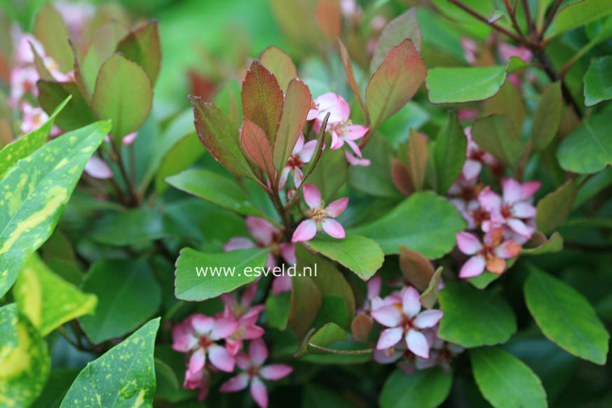 Rhaphiolepis indica 'Pink Cloud'