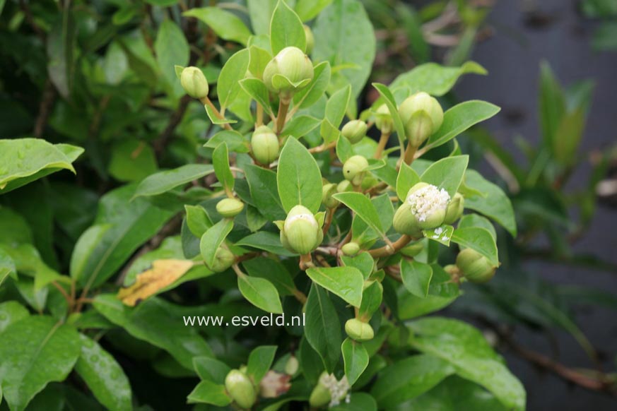 Hydrangea seemannii x serratifolia