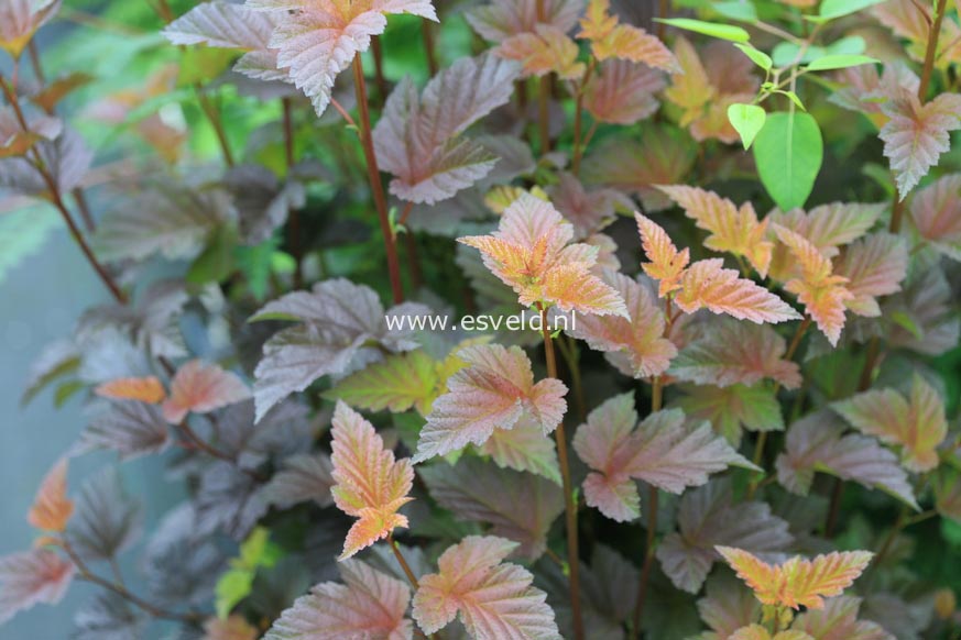 Physocarpus opulifolius 'Andre'