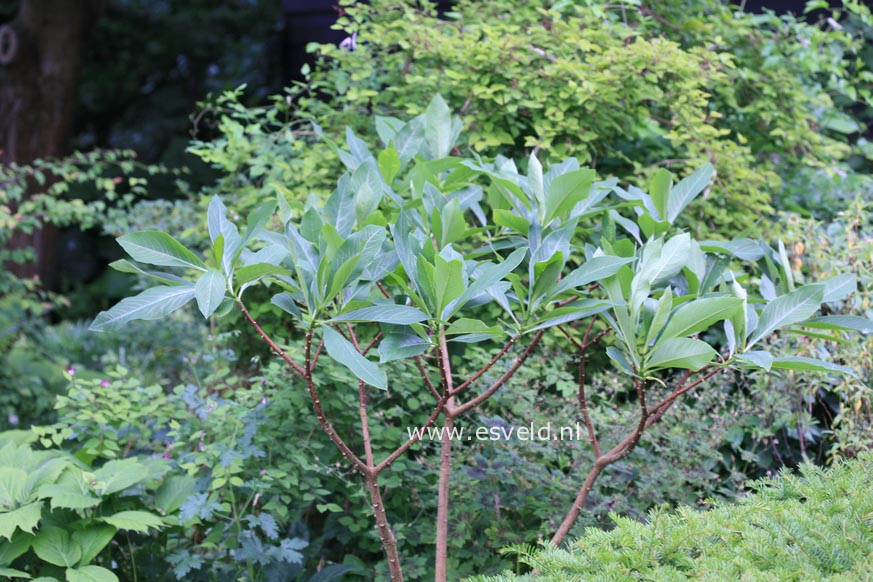 Edgeworthia chrysantha