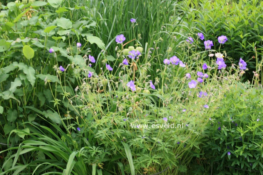 Geranium 'Johnson's Blue'