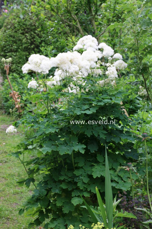 Thalictrum aquilegifolium 'Album'