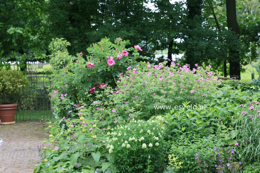 Geranium psilostemon