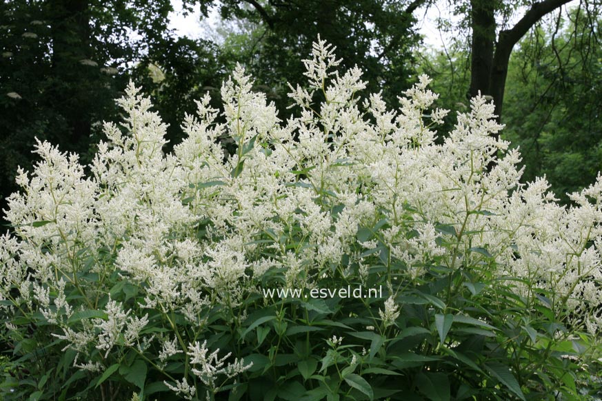 Persicaria polymorpha