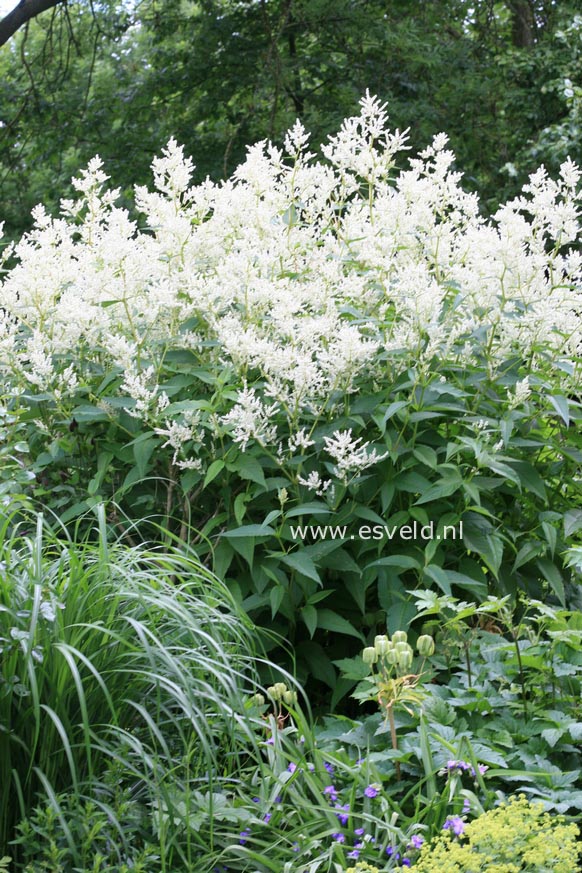 Persicaria polymorpha