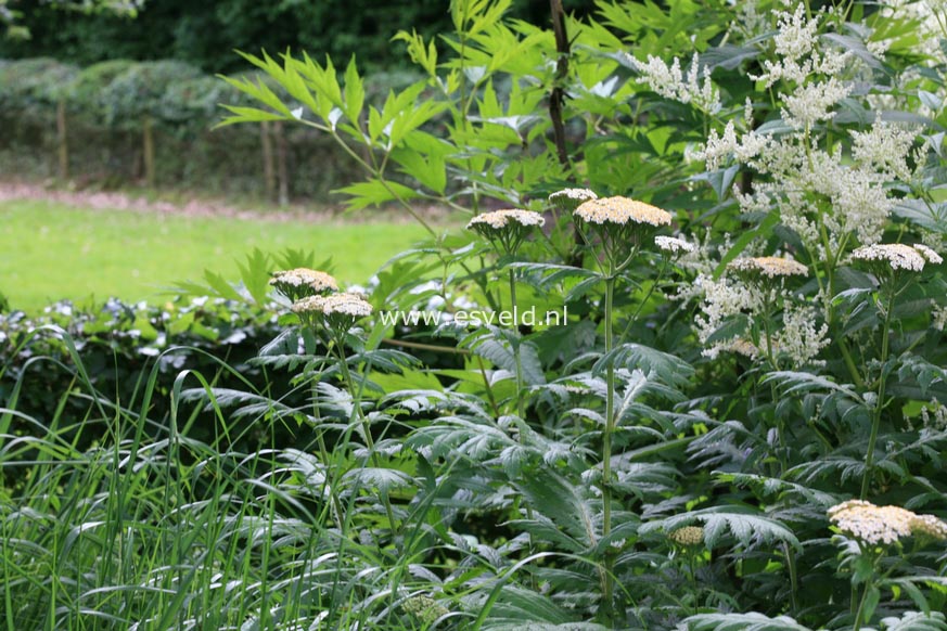 Tanacetum macrophyllum