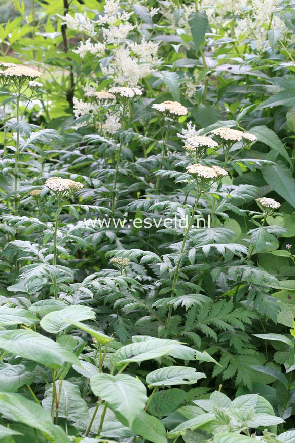 Tanacetum macrophyllum