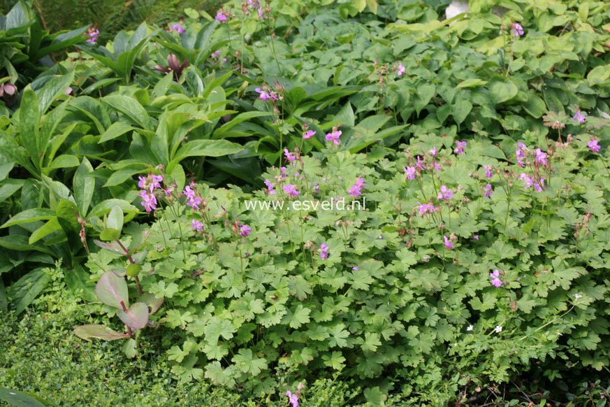 Geranium cantabrigiense 'Karmina'