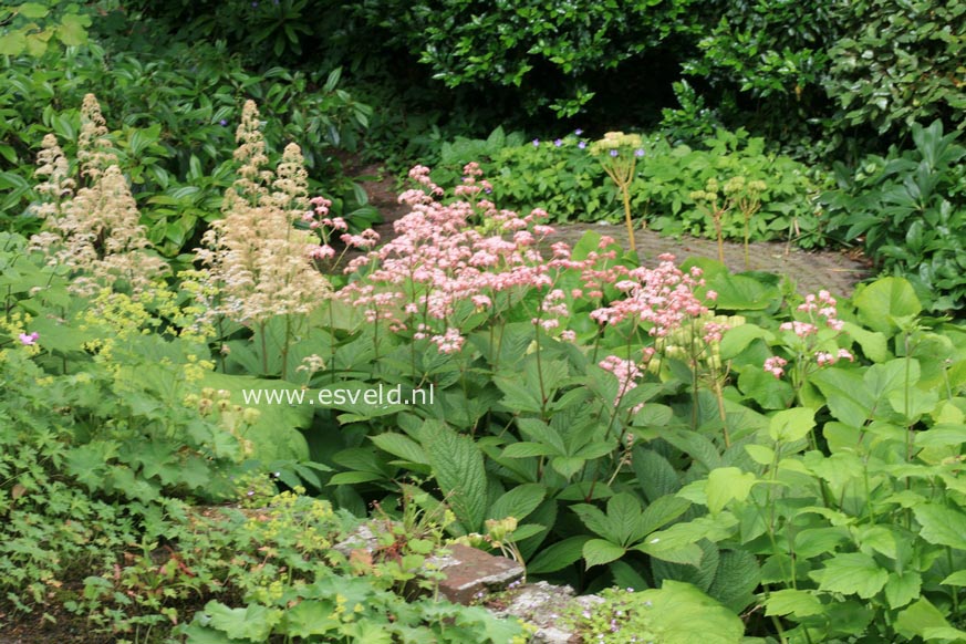 Rodgersia podophylla 'Rotlaub'