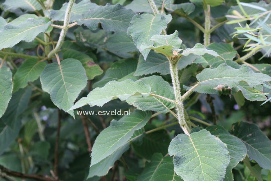 Hydrangea aspera sargentiana