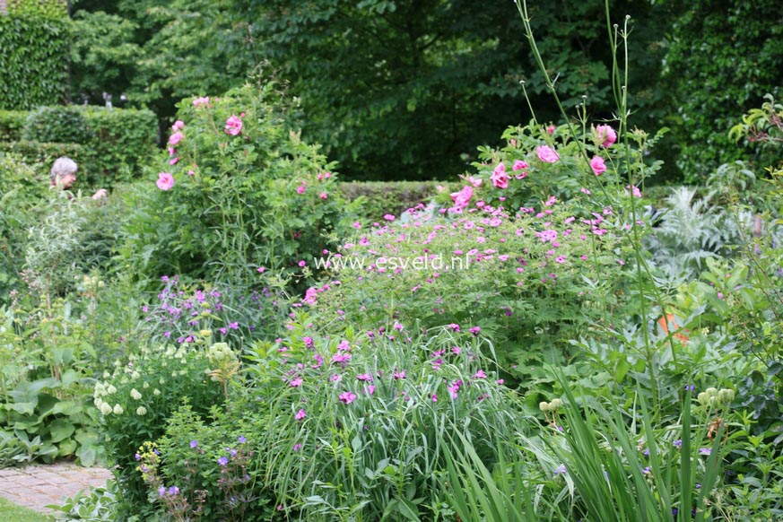 Geranium psilostemon