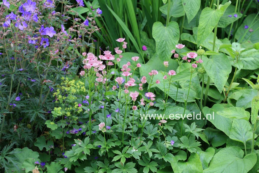 Astrantia major 'Lars'