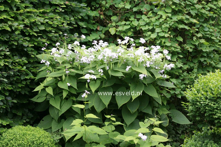 Lunaria rediviva